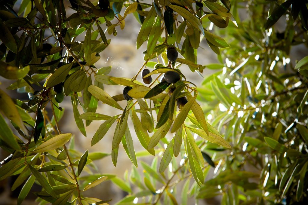 Detalle de hojas de olivo